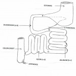 Découvrir la place clé de l'intestin grêle et ses mécanismes (3)